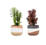 Euphorbia Trigona in Betontopf Verschiedenen Topffarben Lidl 1 Stück