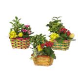 Osterkorb bepflanzt Verschiedene Variationen und Farben Lidl 1 Stück