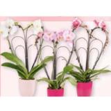 Phalaenopsis Herzform Maximarkt 1 Stück
