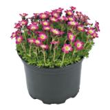 Frühlingsstauden verschiedene Sorten 303435 HELLWEG 1 Stück