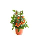 grow by OBI Gemüsepflanzen mit Frucht Mix Topf-Ø ca. 14 cm versch. Sorten OBI 1 Stück