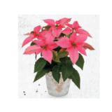 Weihnachtsstern Ø-Topf: 10,5 cm, inkl. weihnachtlicher Keramik, H ca. 24 - 26 cm HOFER 1 Stück