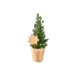 Mini-Weihnachtsbäumchen Lidl 1 Stück