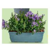 Balkonkasten bepflanzt mit Glockenblumen (Länge 27 cm) HOFER 1 Stück