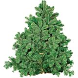 Plantiflor Tannenzweige Nordmanntanne 327694 HELLWEG 4 Kilogramm 1 Bund