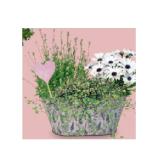 Bepflanze Arrangements und Premium-Ampeln Metallgefäß oval HOFER 1 Stück