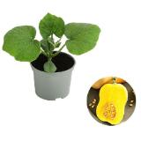 Dehner Speisekürbis 'Butternut' Topf Ø10,5 cm Dehner 1 Stück
