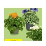 Ranunkel/Anemone verschiedenen Blütenfarben HOFER 1 Stück