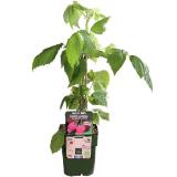 Dehner Bio Bio Himbeere 'Sugana', rot Dehner 1 Stück