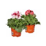Edelpelargonie Verschiedene Blütenfarben Lidl 1 Stück