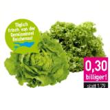 Insel Reichenau Kopfsalat oder Kraussalat grün Sutterlüty 1 Stück