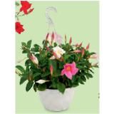 Ampel, Ø 19 cm, Höhe: 40 - 50 cm HOFER 1 Stück