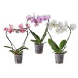 Schmetterlingsorchidee in Herzform versch. Blütenfarben Lidl 1 Stück