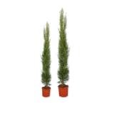 Säulenzypresse Lidl 1 Stück