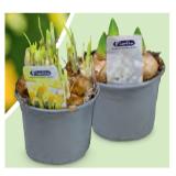 Zwiebelpflanzen Narzisse, Hyazinthe oder  Muscari, Ø-Topf: 10,5 cm HOFER 1 Stück