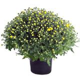 Bild von Plantiflor Chrysanthemen-Busch 344500 HELLWEG 1 Stück