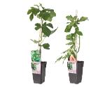 Promotion Bild von Ficus Carica (Feige) Lidl 1 Stück