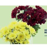 Chrysanthemen verschiedenen Blütenfarben HOFER 1 Bund