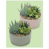 Promotion Bild von WÜSTENMIX Sukkulentenschale, Ø 19 cm, H ca. 18 - 22 cm HOFER 1 Stück