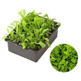 Dehner Rucola Dehner 12 Stück