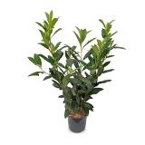 Kirschlorbeer aus Österreich HOFER 1 Stück