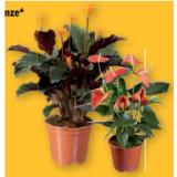 Orange Blühpflanze versch. Sorten Lidl 1 Stück