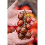 Plantiflor Bio-Gourmet-Gemüsepflanzen versch. Sorten 914206 HELLWEG 1 Stück