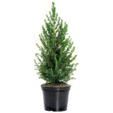 Zuckerhutfichte 70-80 cm 303100 HELLWEG 1 Stück