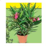 Oleander HOFER 1 Stück