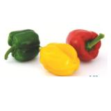 Bild von Paprika Tricolore T&G 3 Stück