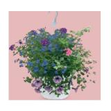 Bepflanze Arrangements und Premium-Ampeln Balkonbl.-Ampel HOFER 1 Stück