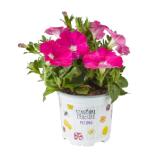 Petunie Farbmix Topf-Ø ca. 10,5 cm Petunia sanguna OBI 1 Stück