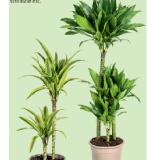 Grünpflanzen-Mix Deluxe versch. Sorten HOFER 1 Stück