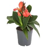 Dehner Indisches Blumenrohr Topf Ø12 cm Dehner 1 Stück