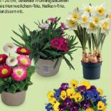 Beetpflanze versch. sorten HOFER 1 Stück