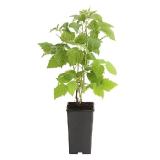 Dehner Himbeere 'Sugana TwoTimer', rot, im 1,5-l-Topf Dehner 1 Stück