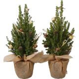 Zuckerhutfichte, Preisangabe ohne MwSt. (Preis inkl. MwSt. 11,29 €), METRO 1 Stück