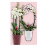 Orchidee Sondersorte HOFER 1 Stück