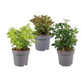 Strauch Verschiedene Arten und Blattfarben Lidl 1 Stück