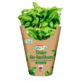 Promotion Bild von Spar Natur pur Bio-Basilikum Topf SPAR Gourmet 1 Stück