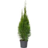 Smaragd Thuje, Preisangabe ohne MwSt. (Preis inkl. MwSt. 15,24 €), METRO 1 Stück