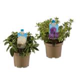 Rhododendron Lidl 1 Stück