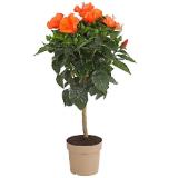 Dehner Zimmerhibiskus - Hibiscus rosa-sinensis, Stämmchen, verschiedene Farben Topf Ø17 cm Dehner 1 Stück