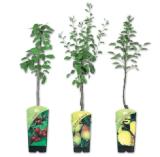 Zwergobstbaum versch. Sorten Lidl 1 Stück