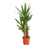 Dehner Yucca-Palme Dehner 1 Stück