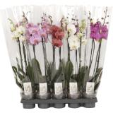Bild von Phalaenopsis versch. Höhen & Farben, Preisangabe ohne MwSt. (Preis inkl. MwSt. 9,03 €), METRO