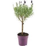 Lavendelstamm Anouk, Preisangabe ohne MwSt. (Preis inkl. MwSt. 8,46 €), METRO 1 Stück