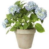 Hortensie Hydrangea verschiedene Farben, Preisangabe ohne MwSt. (Preis inkl. MwSt. 7,90 €), METRO 1 Stück
