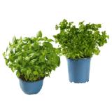 Bio Küchenkräuter Basilikum, Schnittlauch oder Petersilie Lidl APP Preis 1 Stück