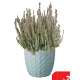 Besenheide 30458741 BayWa 1 Stück